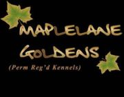 Maple Lane Goldens